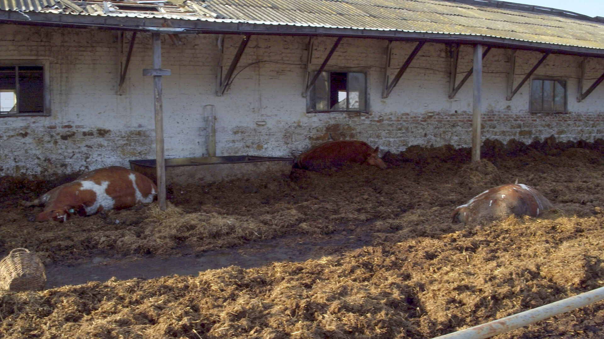 Dead cows